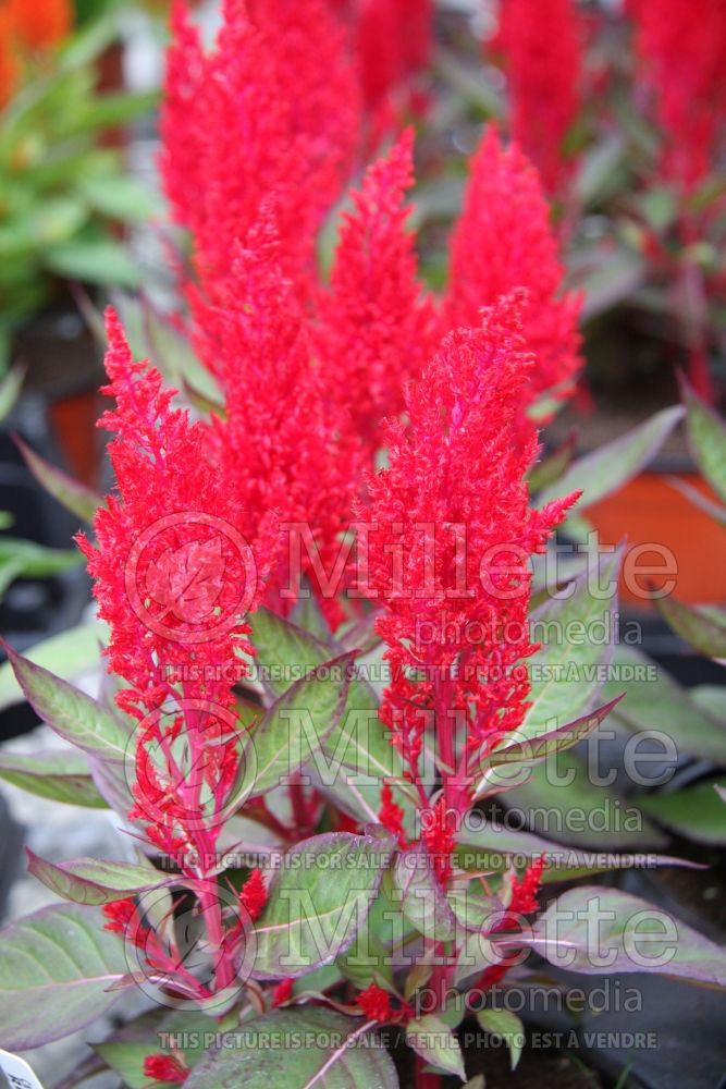 Celosia Century Red (Cockscomb) 1