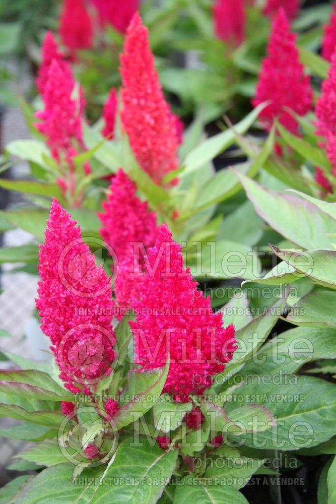 Celosia Century Rose (Cockscomb) 3