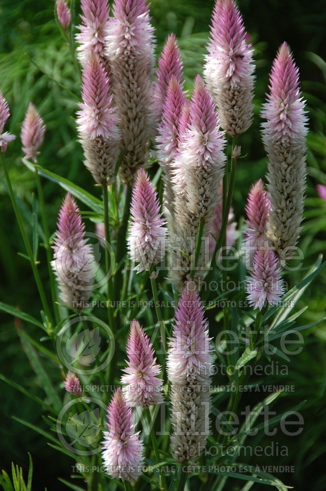 Celosia Flamingo Feather (Cockscomb) 1  