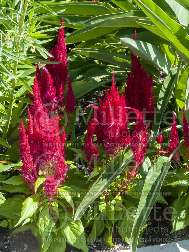 Celosia Fresh Look Red (Cockscomb) 1