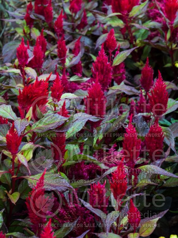 Celosia New Look (Cockscomb) 1