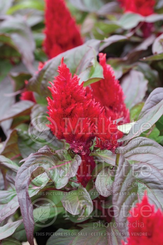 Celosia Smart Look Red (Cockscomb) 2  