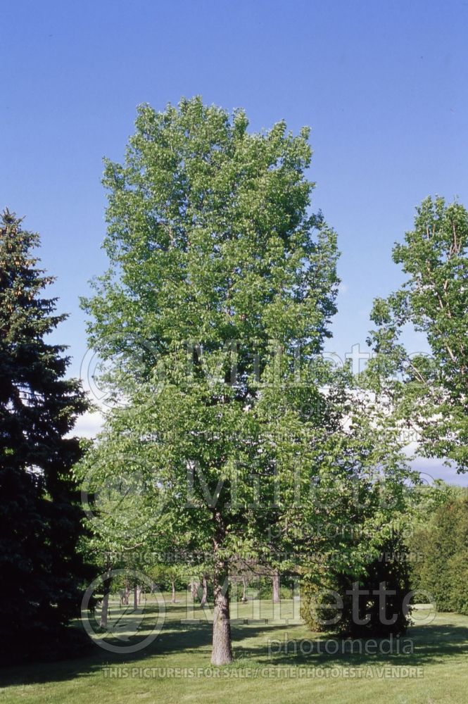 Celtis occidentalis (Common hackberry) 1 