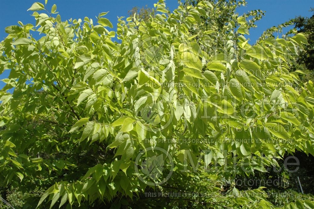 Celtis occidentalis (Common hackberry) 5 