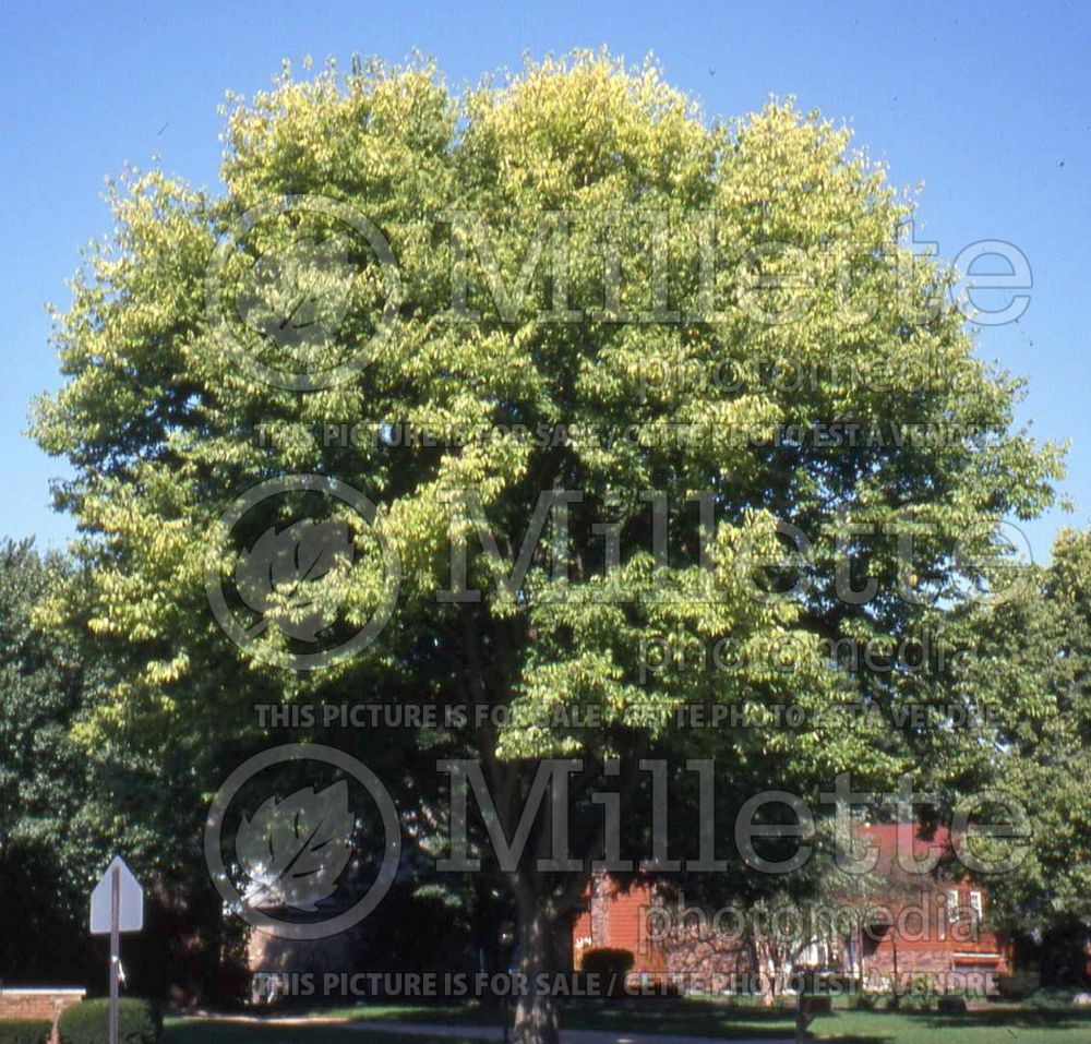 Celtis occidentalis (Common hackberry) 2 