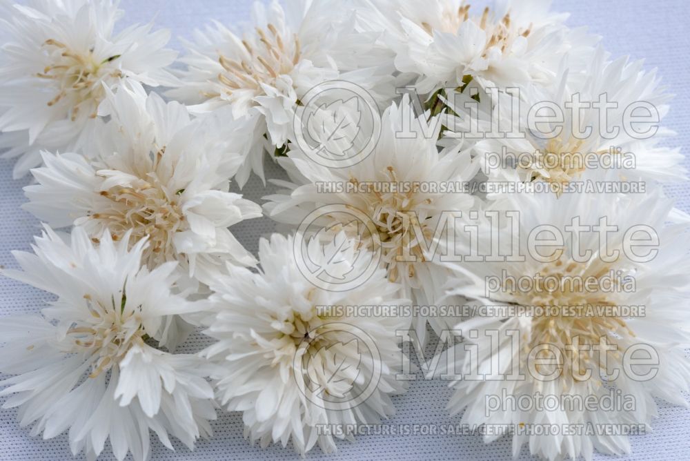Centaurea Snow Man aka Snowman (Armenian Basket Flower Mountain Cornflower, Knapweed) 1 