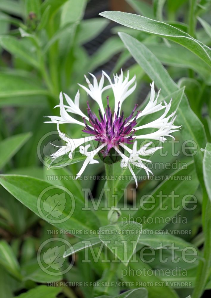 Centaurea Amethyst in Snow (Mountain Cornflower, Knapweed) 6 