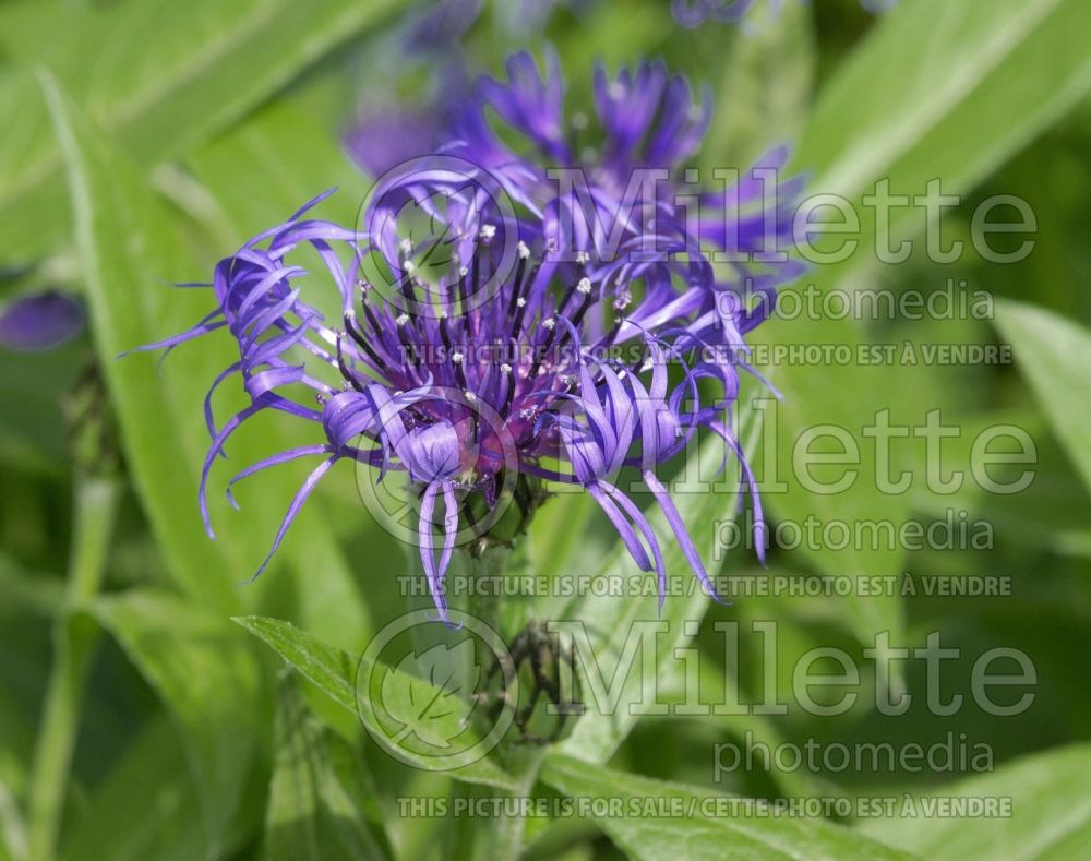 Centaurea Amethyst Dream (Bachelor's Button) 1 