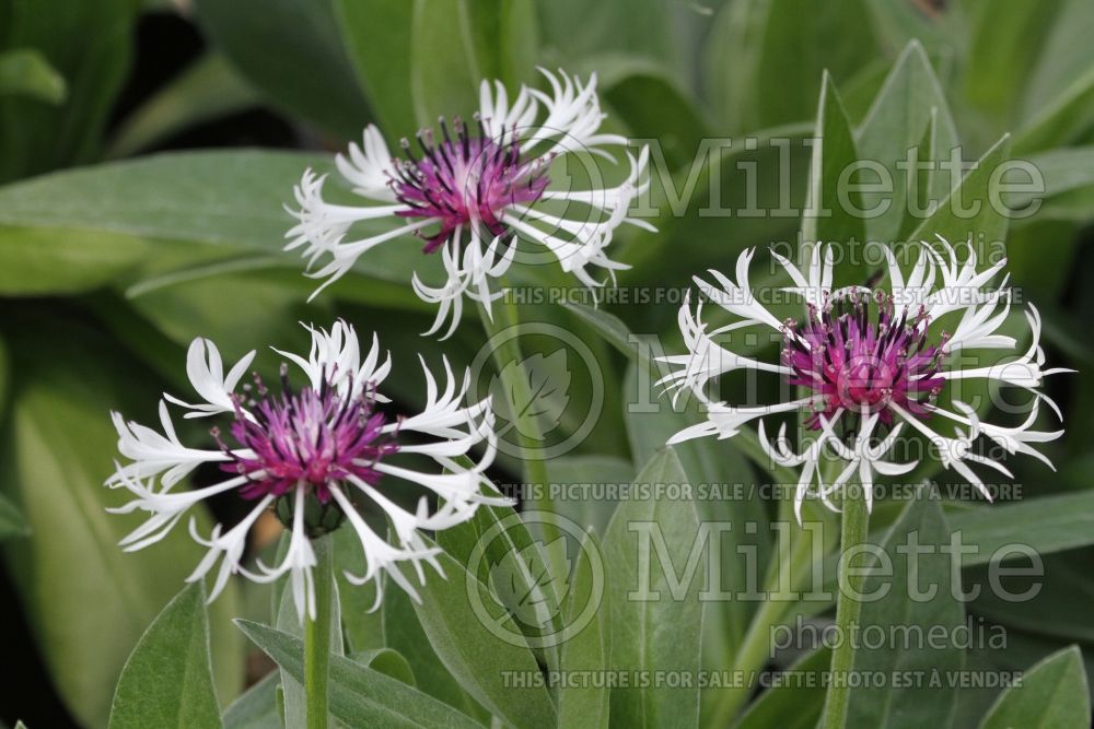 Centaurea Amethyst in Snow (Mountain Cornflower, Knapweed) 2 