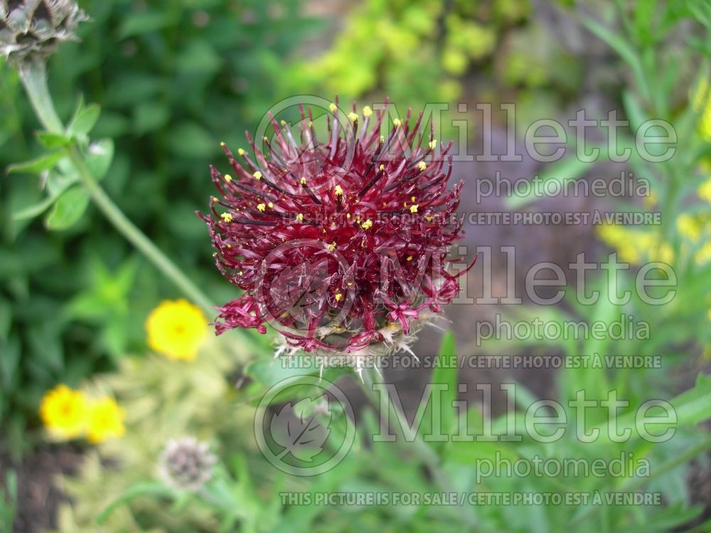 Centaurea benoistii or centaurea atropurpurea (Maroon Cornflower) 1 