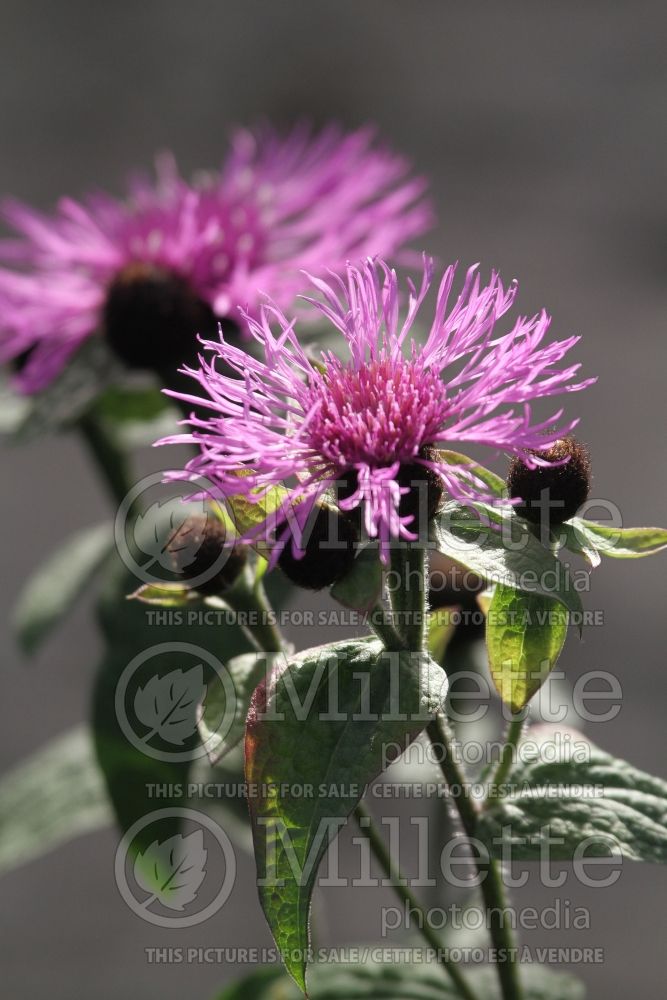 Centaurea Cara Mia ou Caramia (Bachelor's Button) 1 