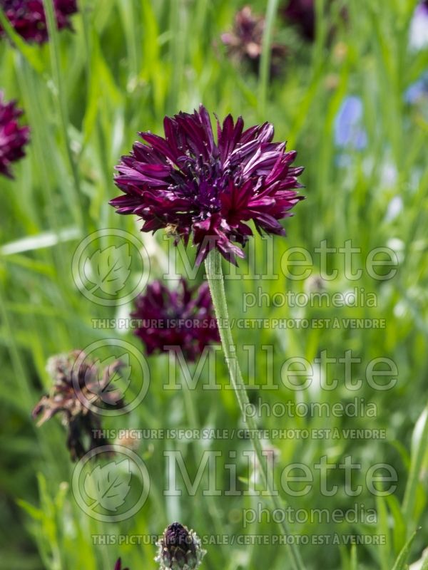 Centaurea Black Gem (Armenian Basket Flower Mountain Cornflower, Knapweed) 1 