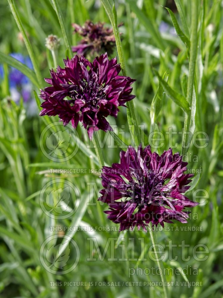 Centaurea Black Gem (Armenian Basket Flower Mountain Cornflower, Knapweed) 2 