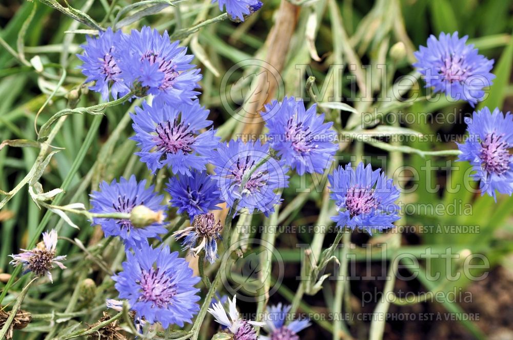 Centaurea Blue Boy (Armenian Basket Flower Mountain Cornflower, Knapweed) 3 