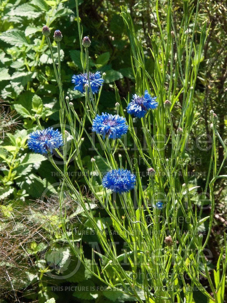 Centaurea Blue Boy (Armenian Basket Flower Mountain Cornflower, Knapweed) 1 