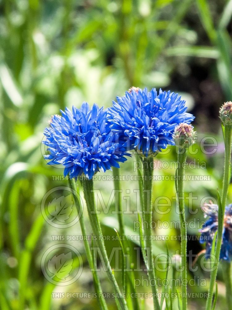 Centaurea Blue Boy (Armenian Basket Flower Mountain Cornflower, Knapweed) 2 