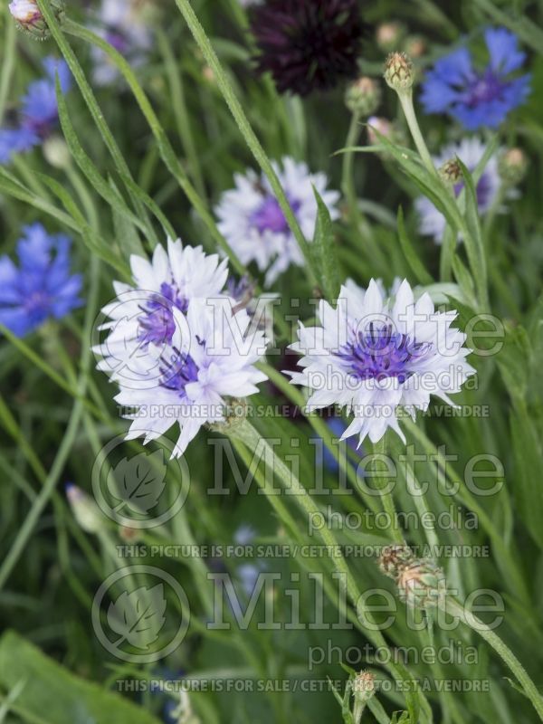 Centaurea Classic Fantastic (Armenian Basket Flower Mountain Cornflower, Knapweed) 1 