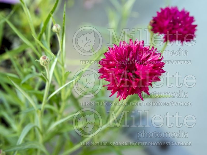 Centaurea Red Boy (Armenian Basket Flower Mountain Cornflower, Knapweed) 2 