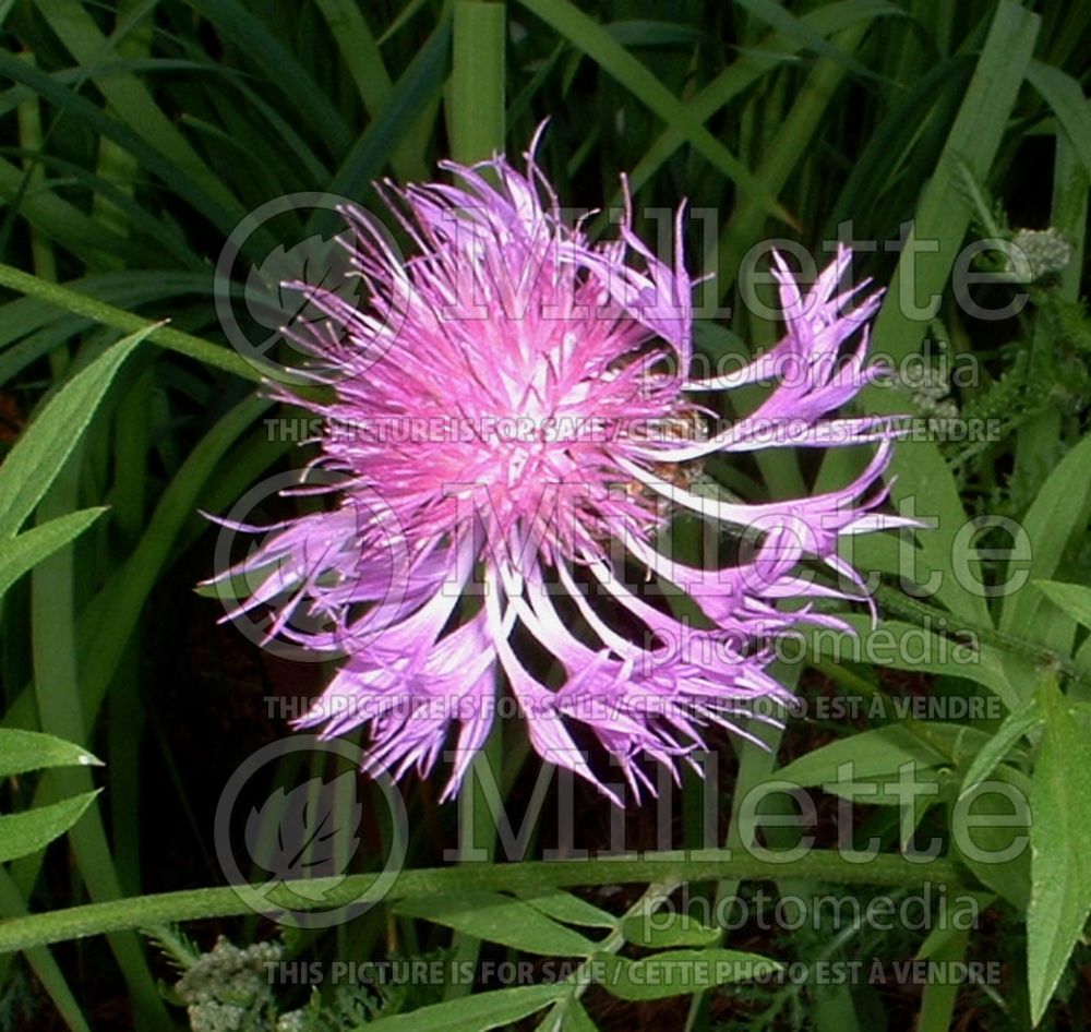 Centaurea Rosea (Persian Cornflower, Knapweed) 1