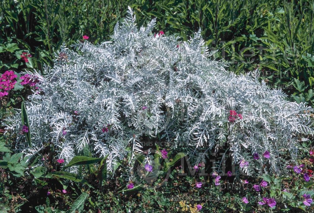 Centaurea gymnocarpa  (Velvet Centaurea Cornflower, Knapweed) 3 