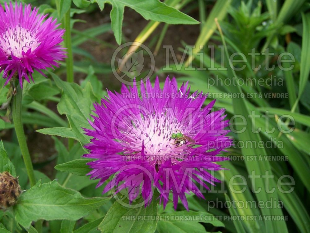 Centaurea John Coutts (Persian Cornflower, Knapweed) 3 