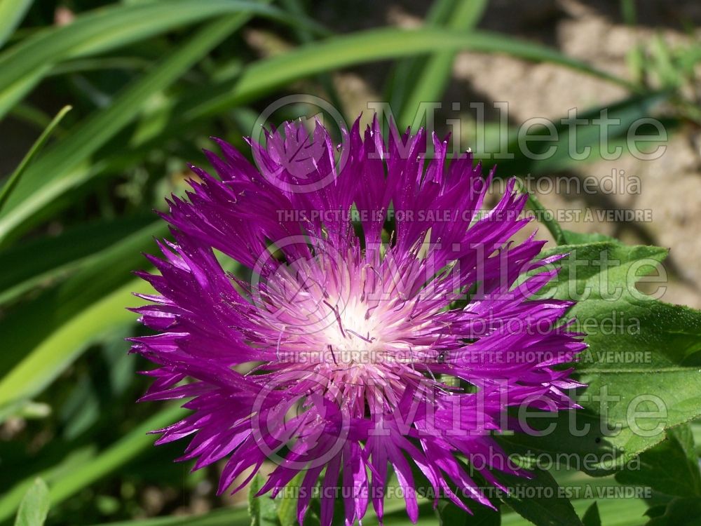 Centaurea John Coutts (Persian Cornflower, Knapweed) 2 