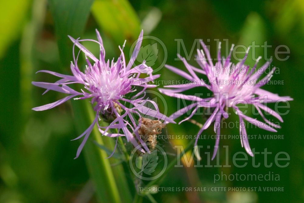 Centaurea jacea (Knapweed)  1