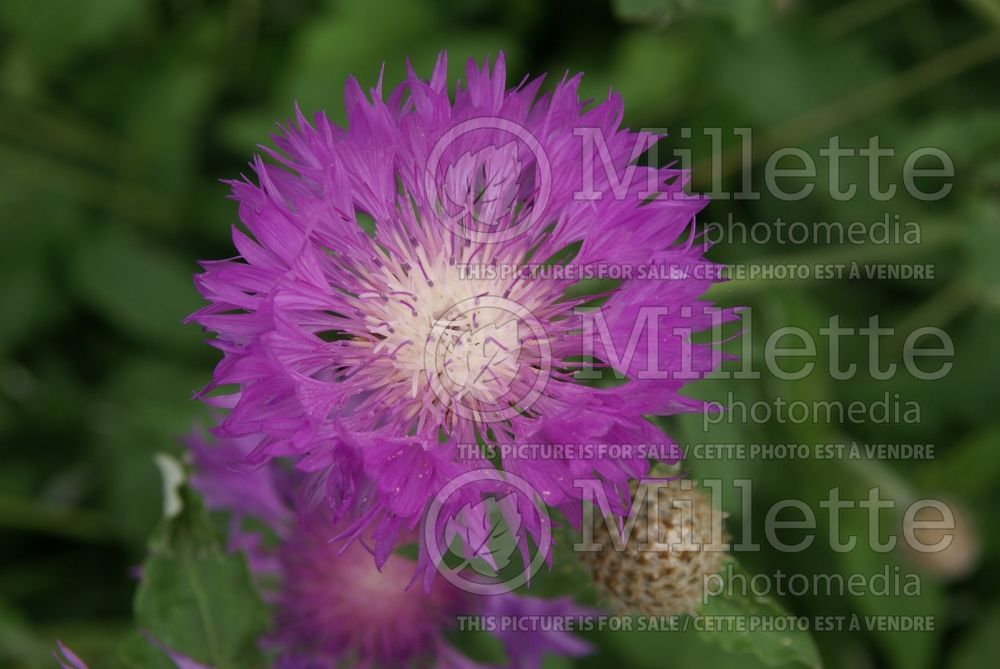 Centaurea John Coutts (Persian Cornflower, Knapweed) 4 