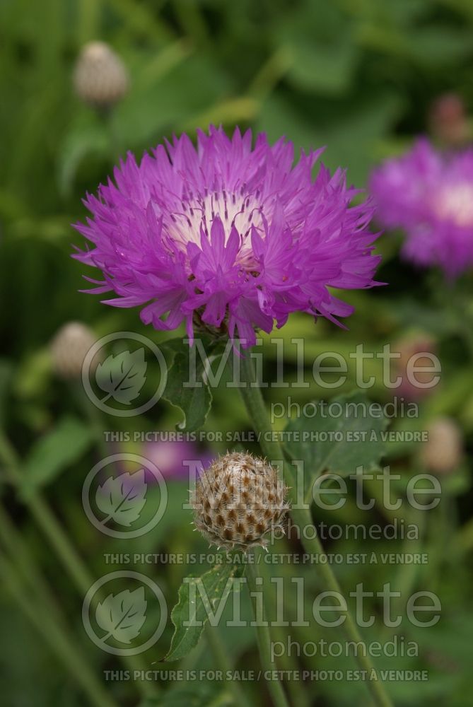 Centaurea John Coutts (Persian Cornflower, Knapweed) 5 