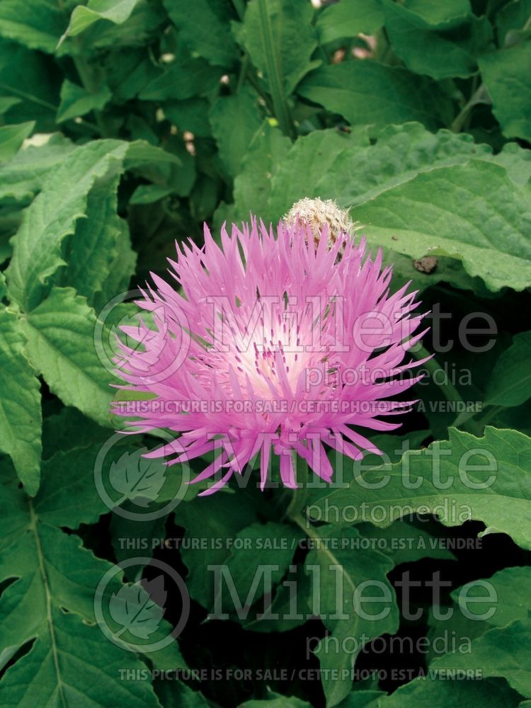 Centaurea John Coutts (Persian Cornflower, Knapweed) 1 