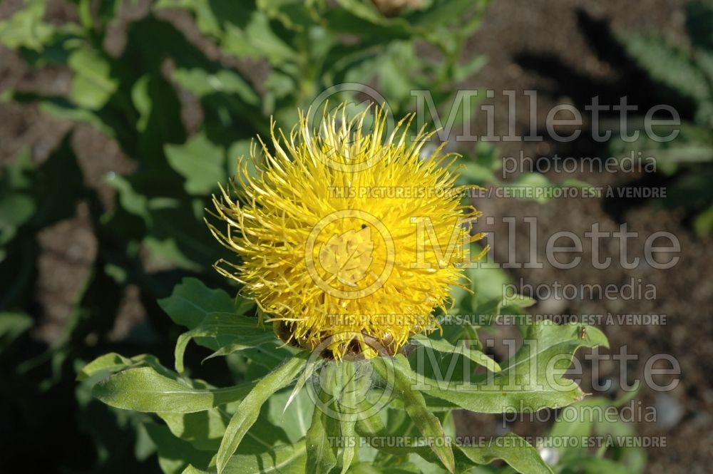 Centaurea macrocephala (Armenian Basket Flower Mountain Cornflower, Knapweed) 2 