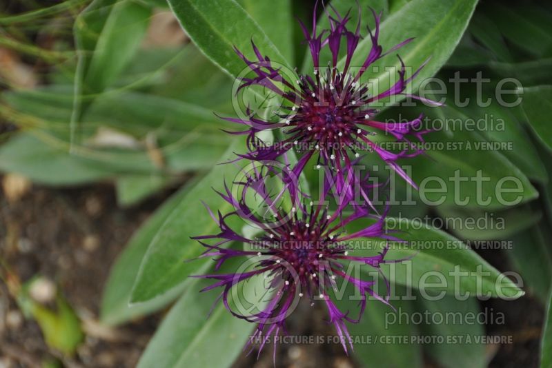 Centaurea Amethyst Dream (Bachelor's Button) 5 