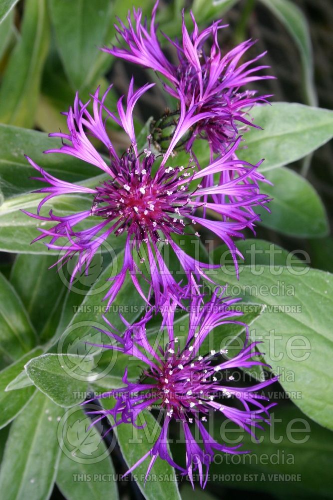 Centaurea Amethyst Dream (Bachelor's Button) 4 