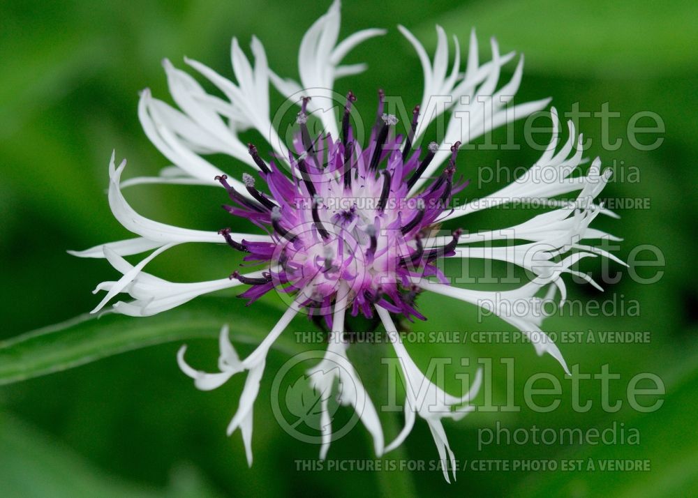 Centaurea Amethyst in Snow (Mountain Cornflower, Knapweed) 1 