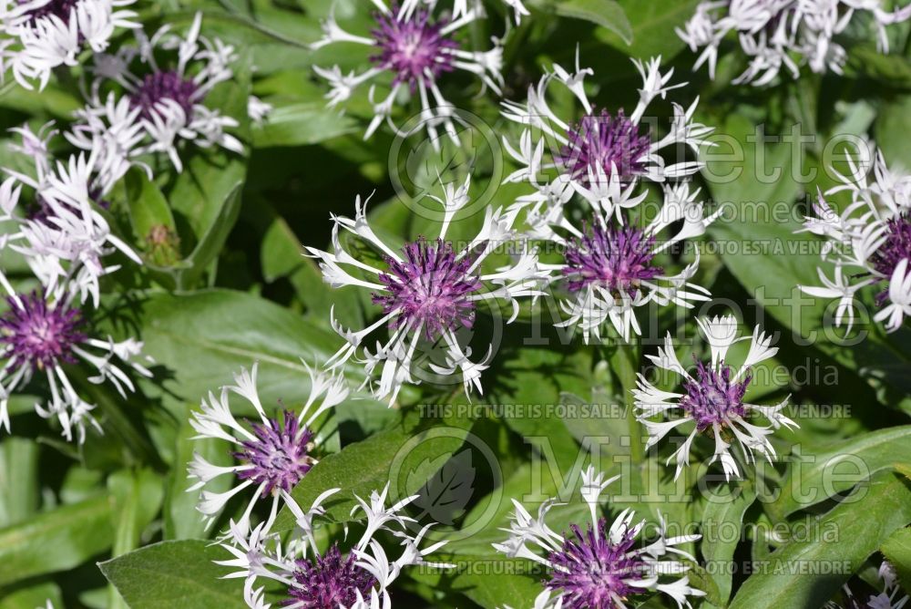 Centaurea Amethyst in Snow (Mountain Cornflower, Knapweed) 4 