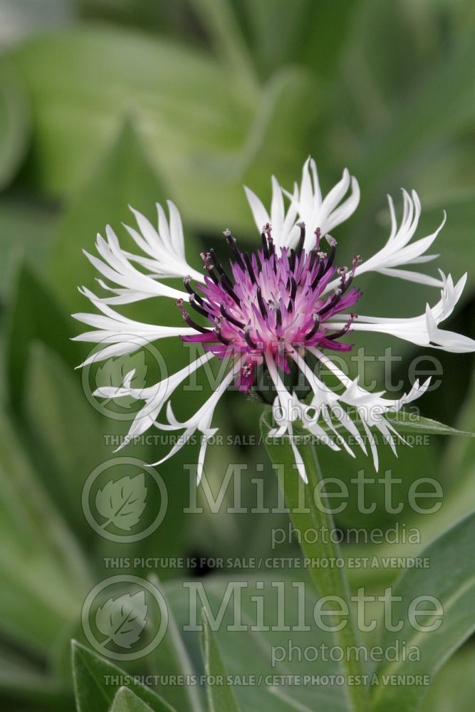 Centaurea Amethyst in Snow (Mountain Cornflower, Knapweed) 3 