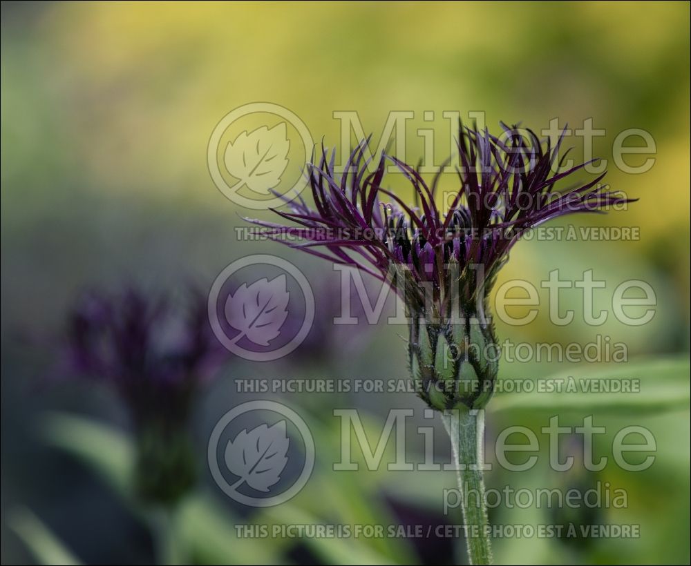 Centaurea Black Sprite (Bachelor's Button) 4 