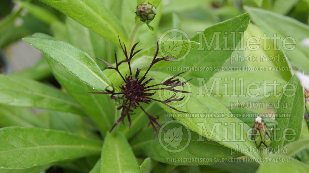 Centaurea Black Sprite (Bachelor's Button) 2 