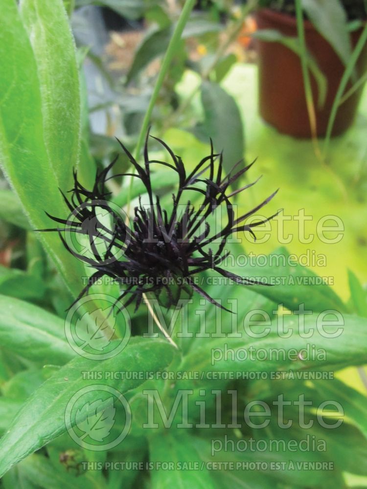 Centaurea Black Sprite (Bachelor's Button) 1 