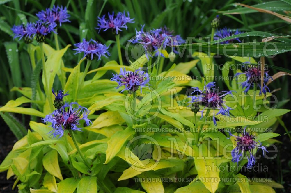 Centaurea Gold Bullion (Mountain Cornflower, Knapweed) 1 