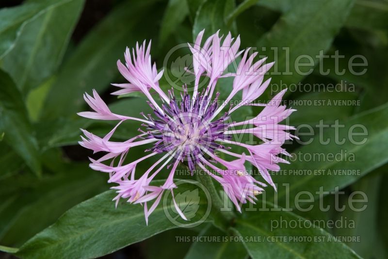 Centaurea Joyce (Mountain Cornflower, Knapweed) 1 