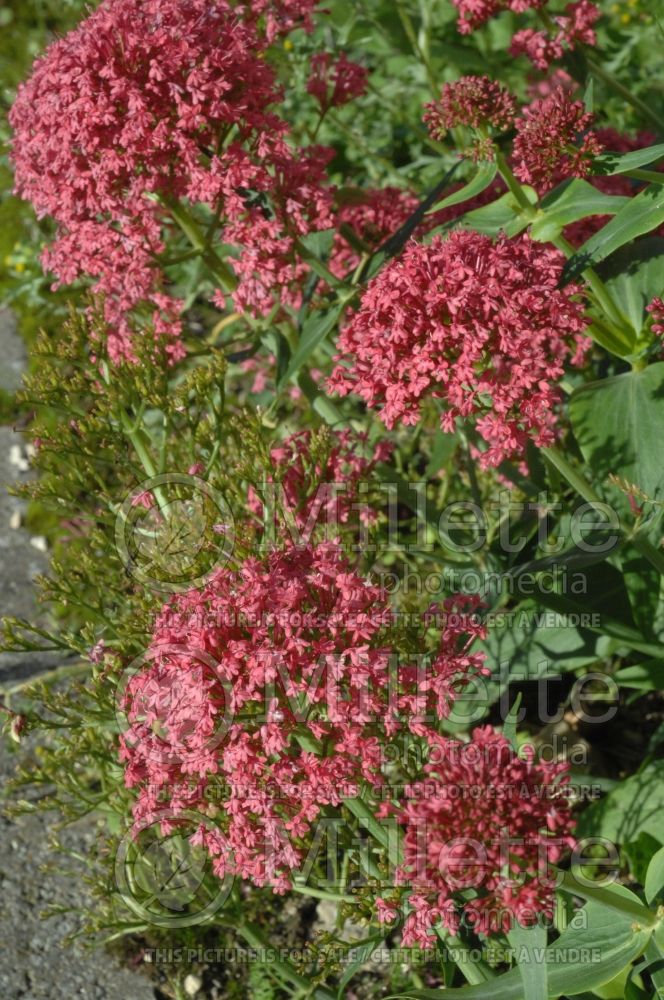 Centranthus ruber (Valerian or red valerian Jupiter's beard) 1 