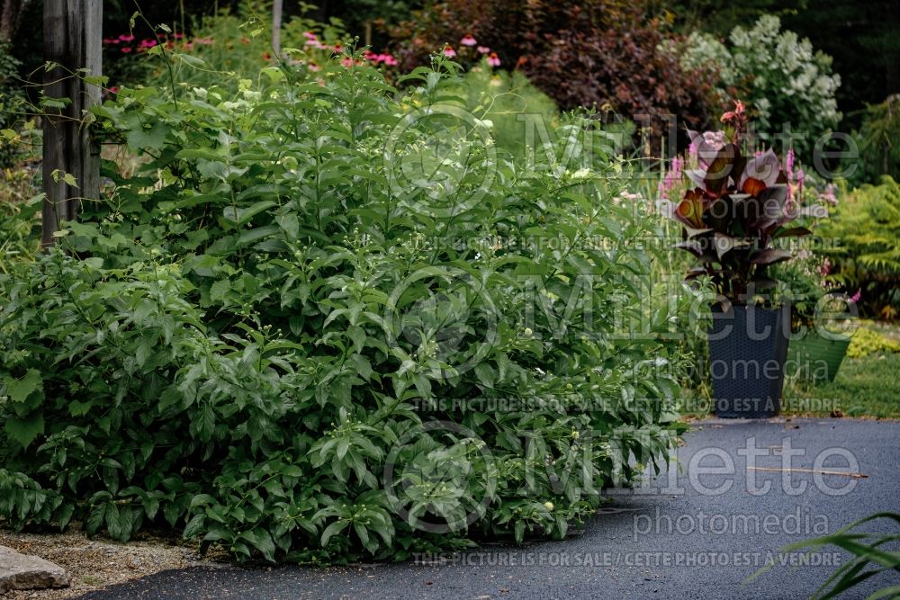 Cephalanthus Sputnik (Buttonbush) 3