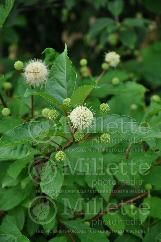 Cephalanthus occidentalis (Buttonbush) 1 