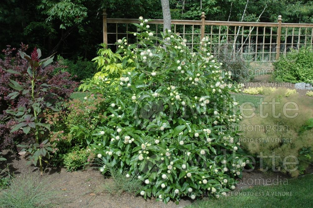 Cephaphalanthus occidentalis (Buttonbush) 1 