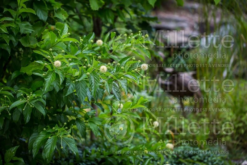 Cephalanthus Sputnik (Buttonbush) 1