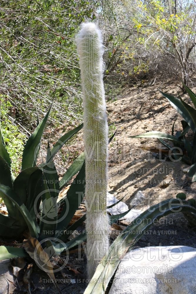 Cephalocereus senilis (Old man Cactus) 1 