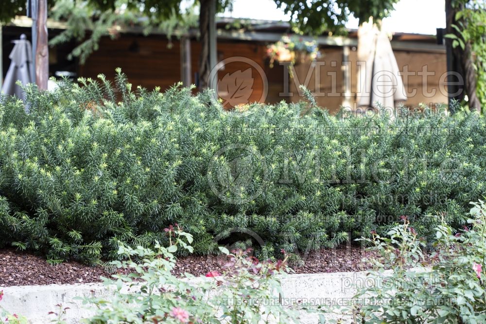 Cephalotaxus Plania Yewtopia (Japanese Plum Yew conifer) 1  