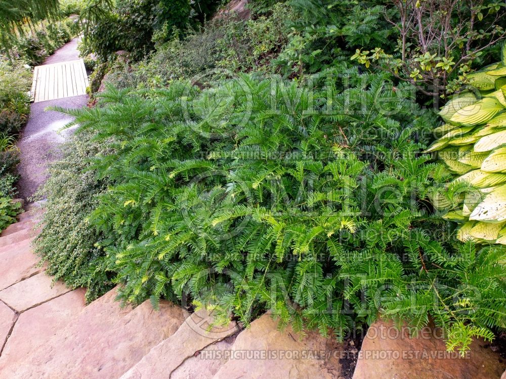 Cephalotaxus Prostrate (Japanese Plum Yew conifer) 1  