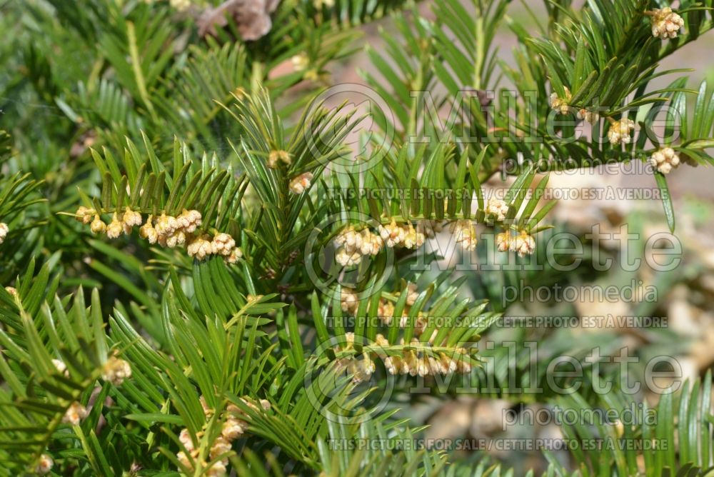 Cephalotaxus Duke Gardens (cow's tail pine plum yew conifer) 1